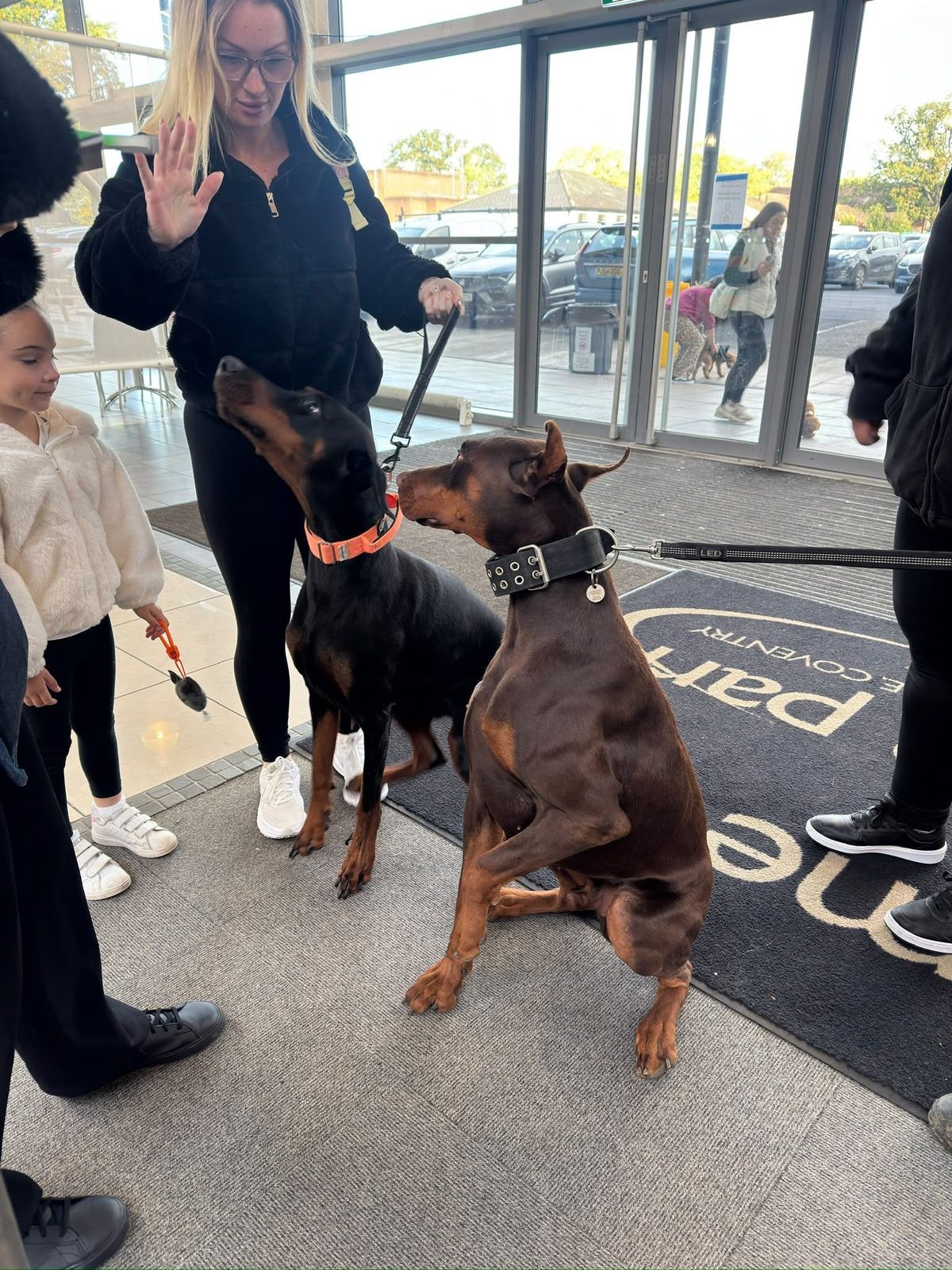 Two Dobermans arriving with their owner at Edition Dog Live